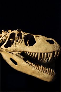partial dinosaur skeleton