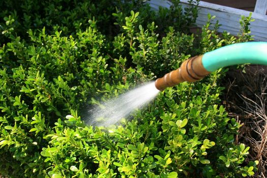 Water hose spraying water in a garden.
