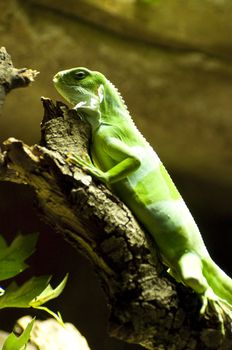 Image of a lizard with nice skin.