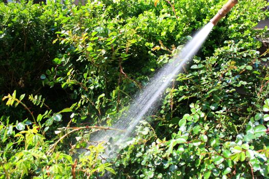 Water hose spraying water in a garden.
