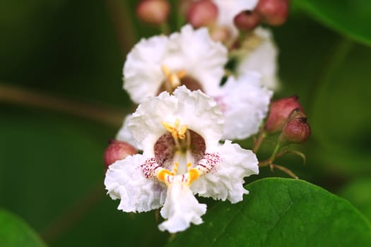 Blossoms of the Catalpha Tree. Extreme shallow DOF.