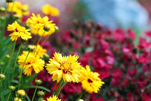 Beautiful Coreopsis (Tickseed) against red dianthus. Selective focus on large coreopsis flower.