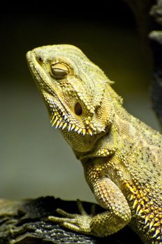 Lizard