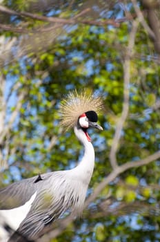 Picture of a wild life bird, nice colors and wings