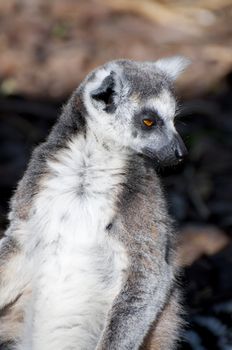 Picture of a nice lemur with beautiful eyes and skin.