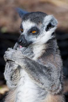 Picture of a nice lemur with beautiful eyes and skin.