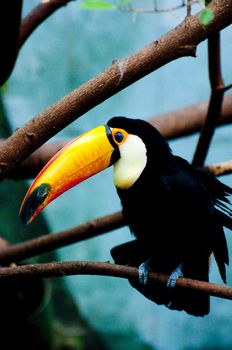 Picture of a tucan with nice colors.