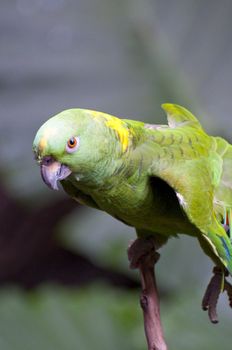 Picture of a parrot with beautiful colors