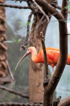 Picture of an orange bird with big beak.