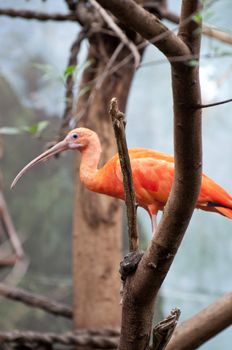 Picture of an orange bird with big beak.