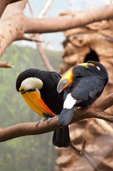 Picture of a tucan with nice colors.