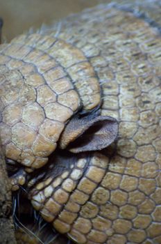 Picture of a nice armadillo. Great skin.