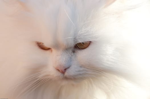 Picture of a white persian cat.