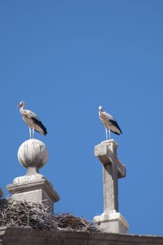 Picture of a nest stork over a roof.