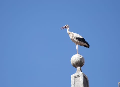 Picture of a nest stork over a roof.