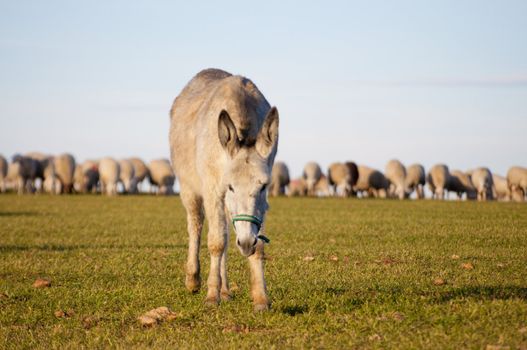 Image of donkeys with sheeps in nice landscape.