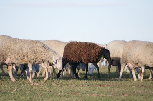 Image of a sheeps in green landscape