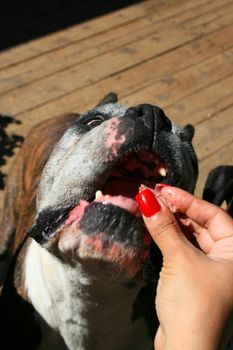 Hand feeding the hungry boxer dog close up.
