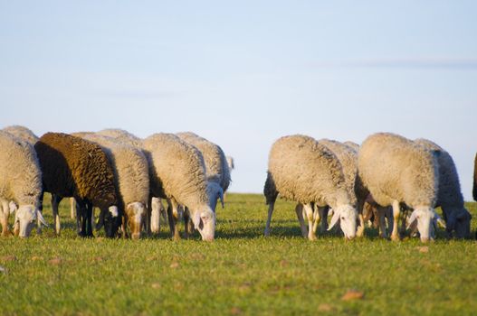 Image of a sheeps in green landscape