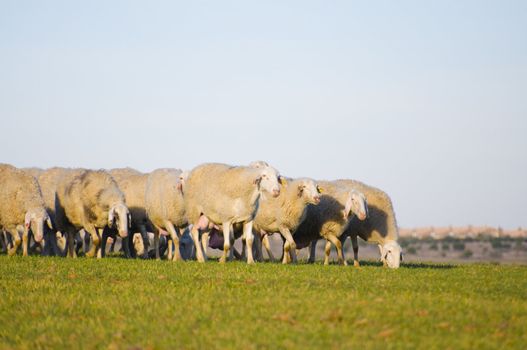 Image of a sheeps in green landscape