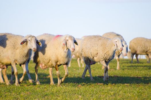 Image of a sheeps in green landscape