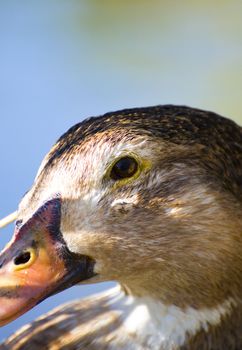 Image of a duck in river. Wild life from spain