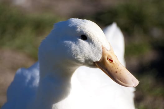 Image of a duck in river. Wild life from spain