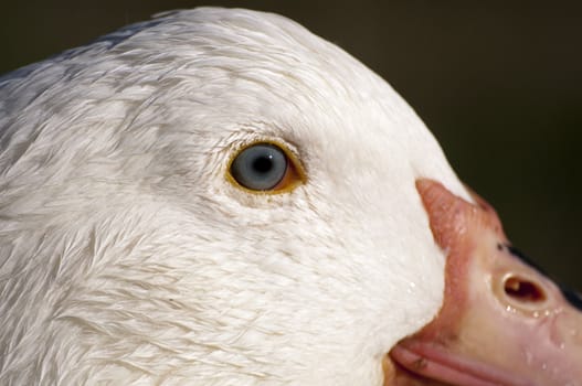 Image of a duck in river. Wild life from spain