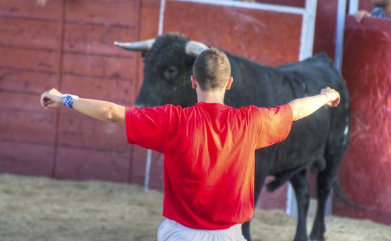 Fighting bull picture from Spain. Black bull