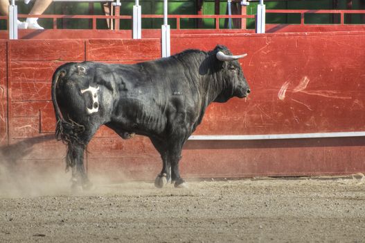 Fighting bull picture from Spain. Black bull