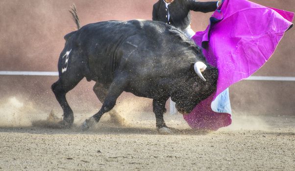 Fighting bull picture from Spain. Black bull