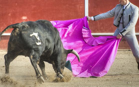 Fighting bull picture from Spain. Black bull