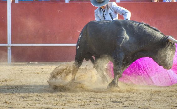 Fighting bull picture from Spain. Black bull