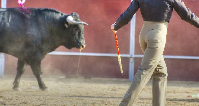 Fighting bull picture from Spain. Black bull