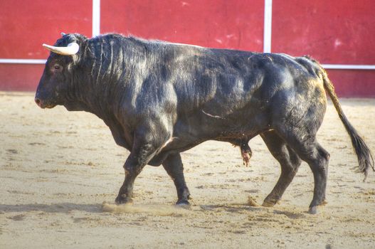 Fighting bull picture from Spain. Black bull