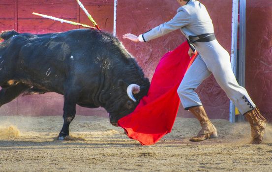 Fighting bull picture from Spain. Black bull