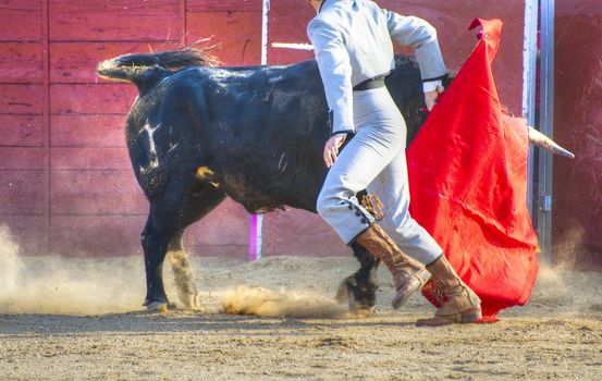 Fighting bull picture from Spain. Black bull