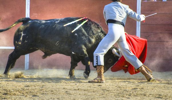 Fighting bull picture from Spain. Black bull