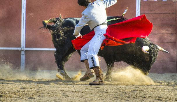 Fighting bull picture from Spain. Black bull