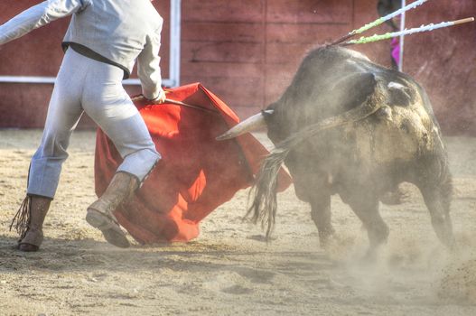 Fighting bull picture from Spain. Black bull