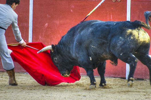 Fighting bull picture from Spain. Black bull