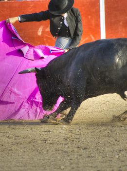 Fighting bull picture from Spain. Black bull