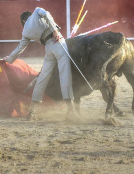 Fighting bull picture from Spain. Black bull