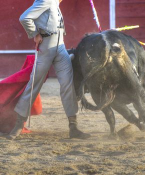 Fighting bull picture from Spain. Black bull