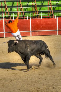 Fighting bull picture from Spain. Black bull