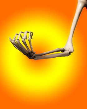 A skeletal hand and arm that could be used for medical concepts.