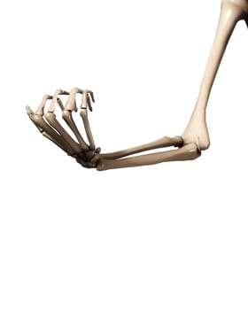 A skeletal hand and arm that could be used for medical concepts.