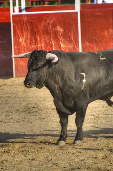 Fighting bull picture from Spain. Black bull