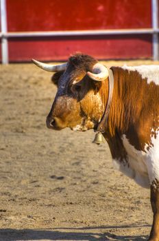 Fighting bull picture from Spain. Black bull