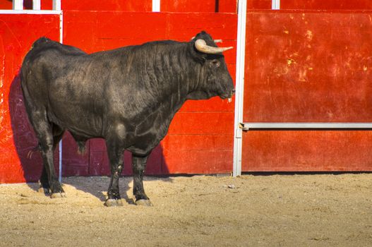 Fighting bull picture from Spain. Black bull